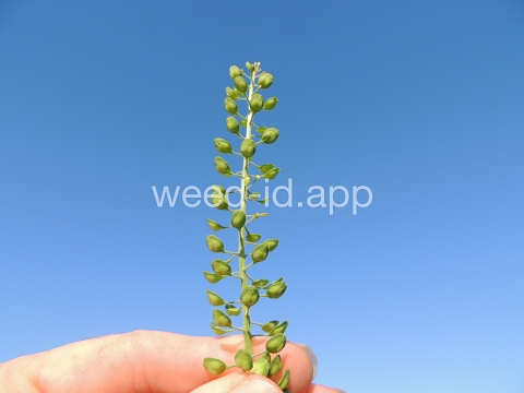 pepperweed, field
